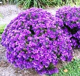 New England Aster (Symphyotrichum novae-angliae)