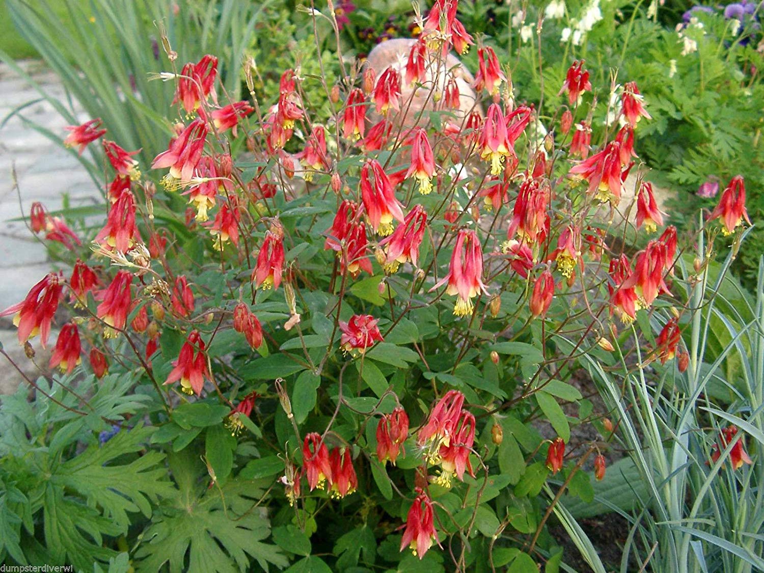 Columbine (Aquilegia canadensis)