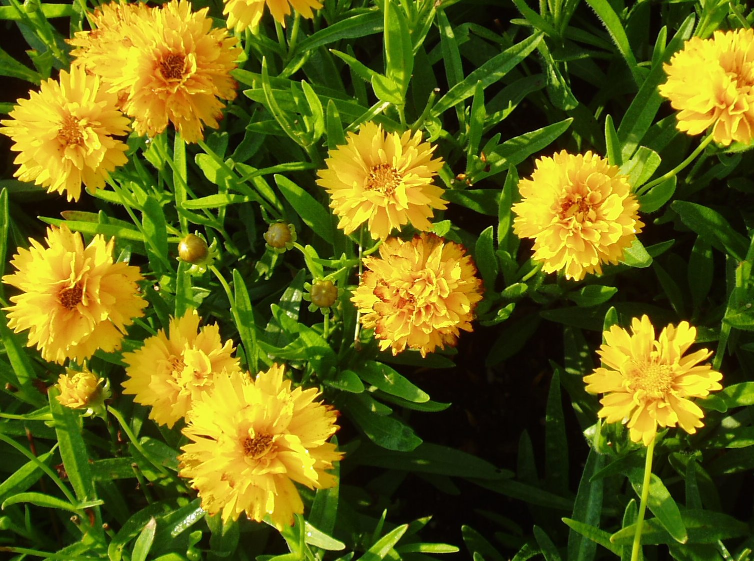 Coreopsis Early Sunrise