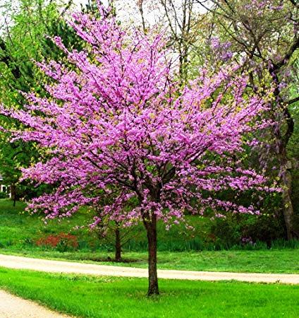 Cercis canadensis (MN Strain Redbud)