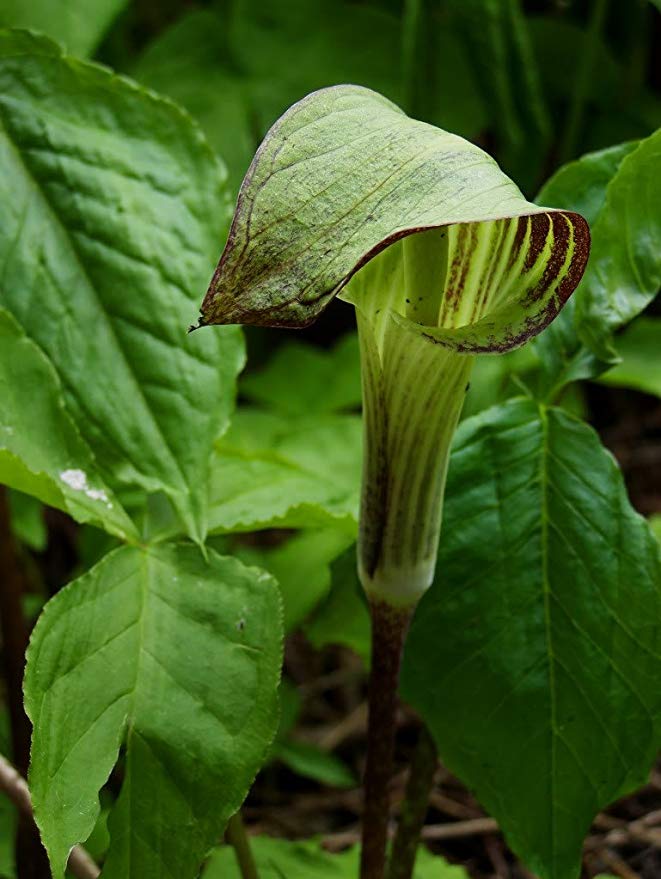 Jack-in-the -Pulpet Arisaema triphyllum