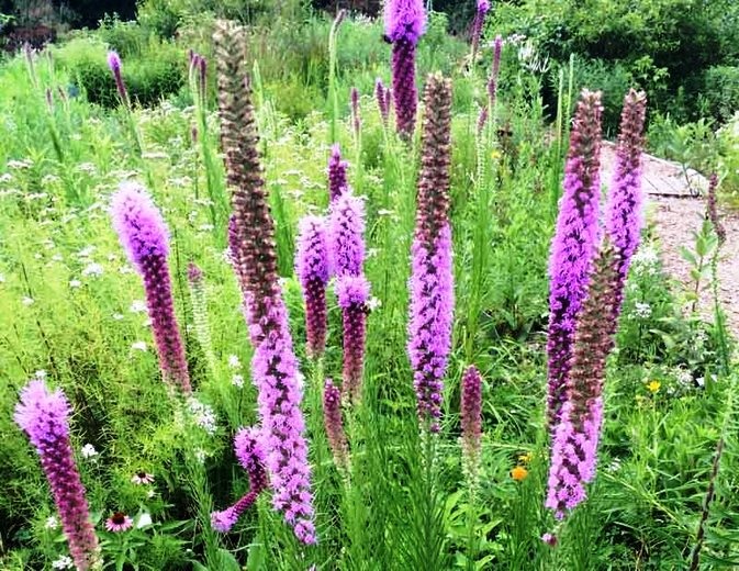 Meadow Blazing Star (Liatris ligulistylis)