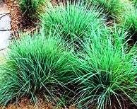 Little Bluestem (Schizachyrium scoparium)