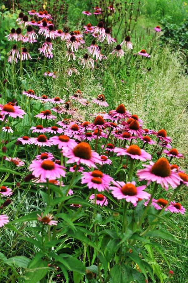 Cone Flower