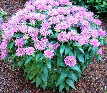 Bee Balm