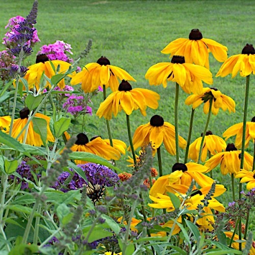 Black-eyed Susan