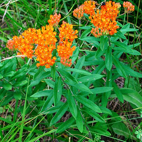 Butterfly Weed (Asclepias tuberosa)