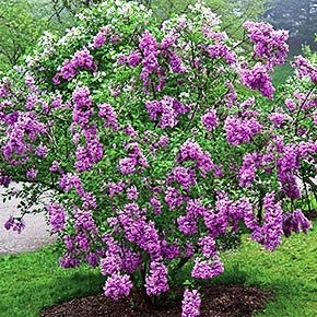 Syringa meyeri ‘Palibin’ (Dwarf Korean Lilac)