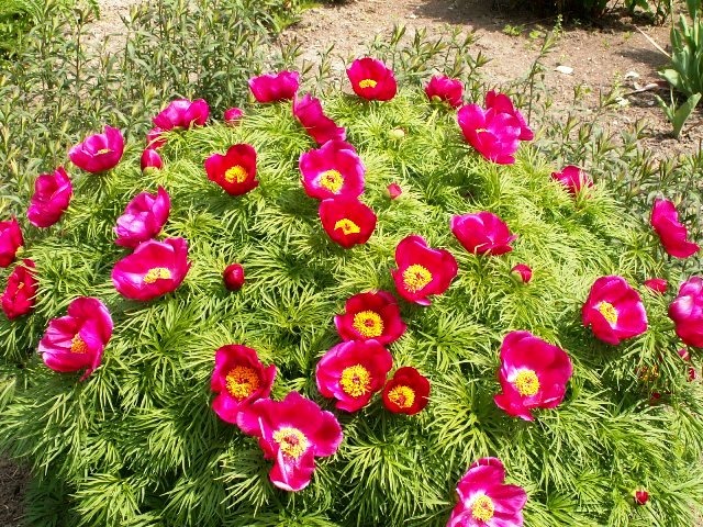 Fern Leaf Peony