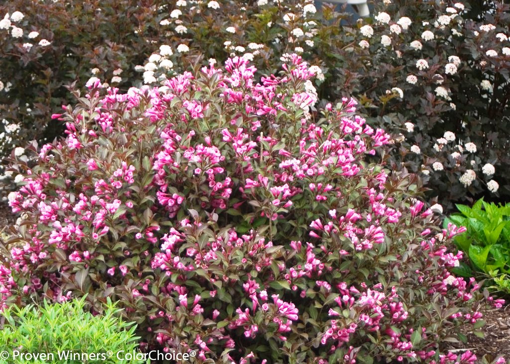 Weigela florida ‘Red Prince’ (Red Prince Weigela)