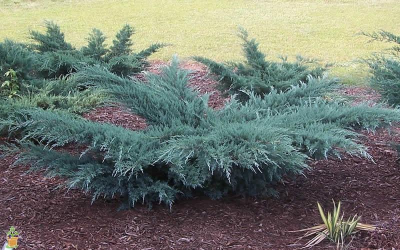 Juniperus horizontalis ‘Blue Prince’ (Blue Prince Juniper)