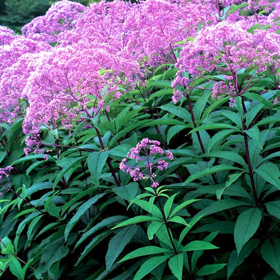 Joe Pye Weed