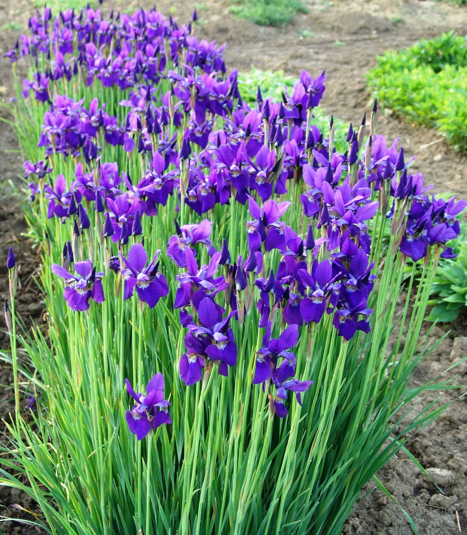 Siberian Iris