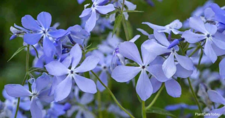 Blue Phlox (Phlox divartica)