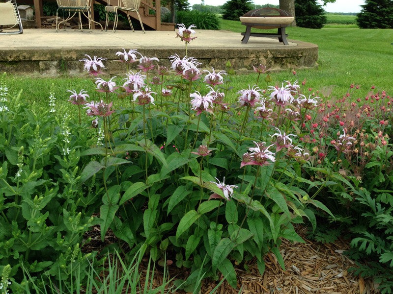 Bradbury Monarda (Monarda bradburiana)