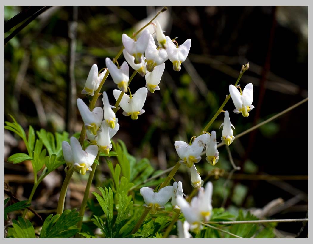 Dicentra cucullaria (Dutchman’s Breeches)