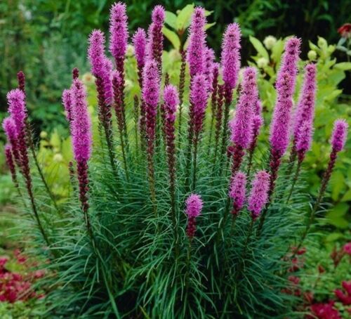 Meadow Blazing Star (Liatris ligulistylis)