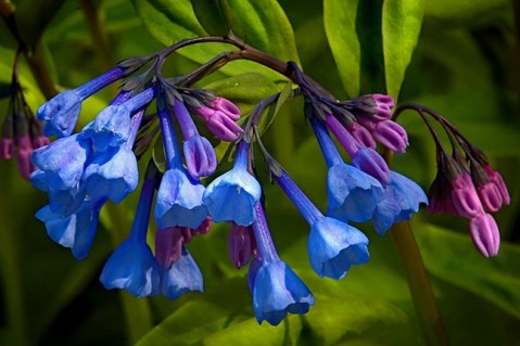 Mertensia virginica (Virginia Bluebells)