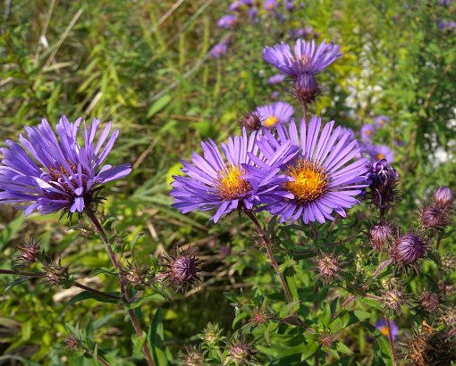 New England Aster (Symphyotrichum novae-angliae)