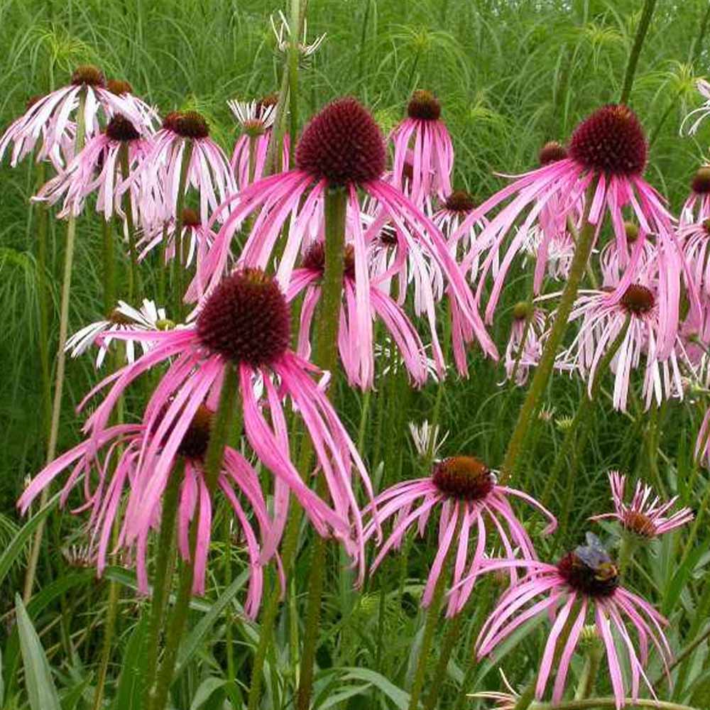 Pale Purple Coneflower (Echinacea pallida)