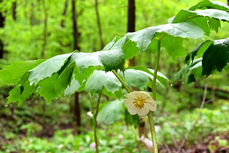 Podophyllum peltatum (Mayapple)