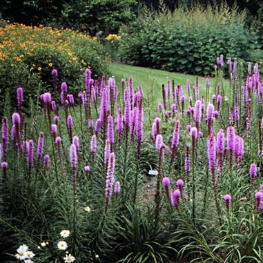 Prairie Blazing Star (Liatris pycnostachya)