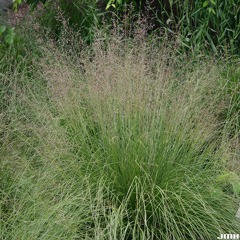 Prairie Dropseed (Sporobolus heterolepsis)