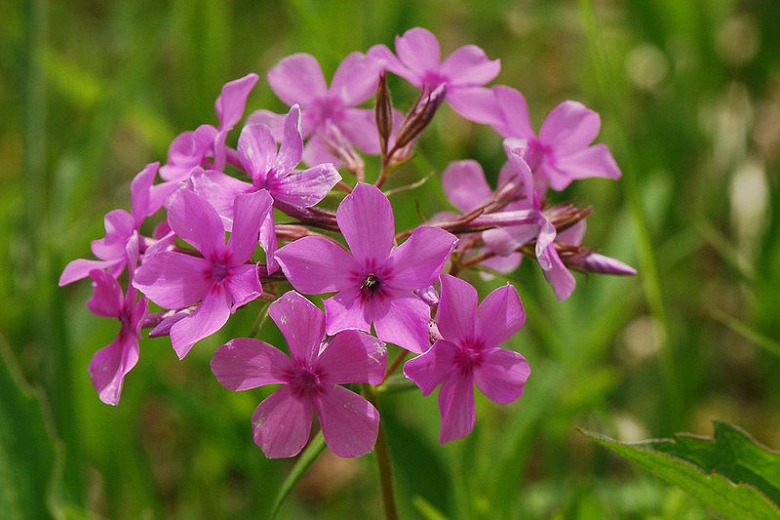 Prairie Phlox (Phlox Pilosa)