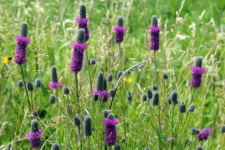 Purple Prairie Clover ((Dalea purpurea)