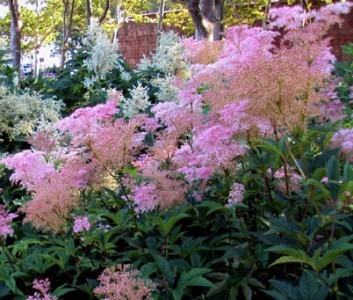 Queen of the Prairie (Filipendula rubra)