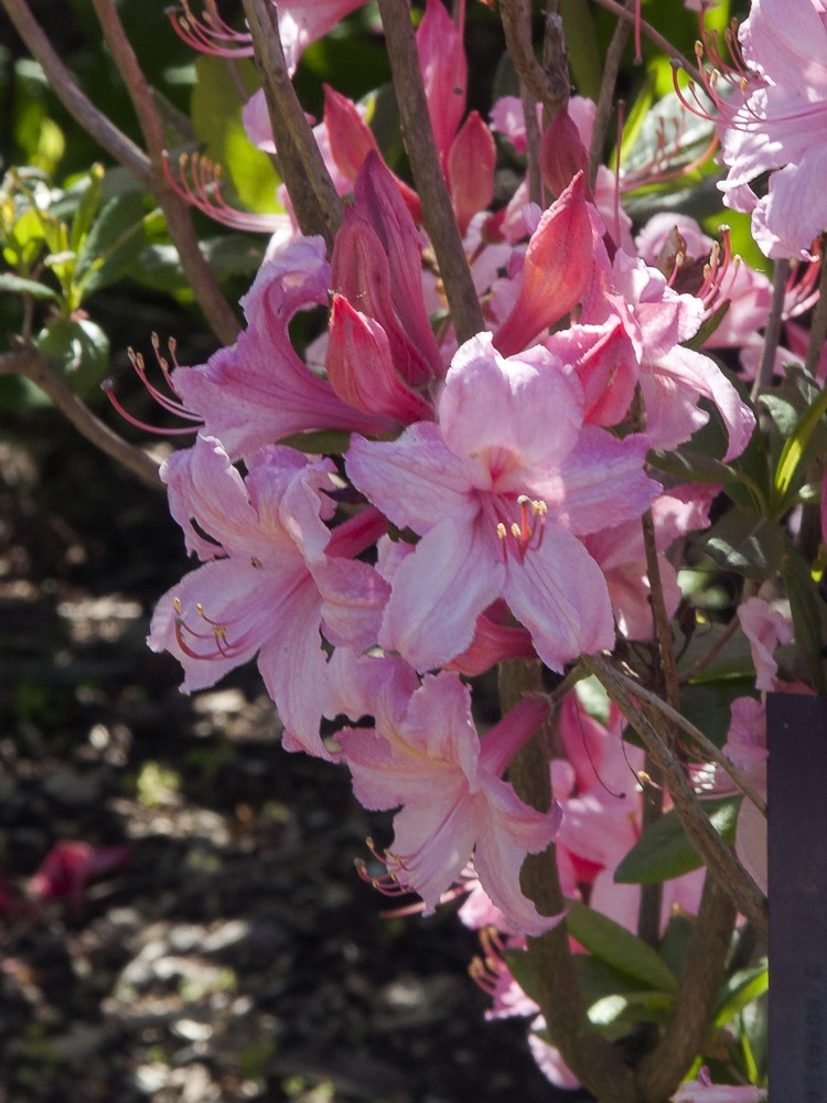 Rhododendron ‘Candy Lights’ (Candy Lights Azalea)