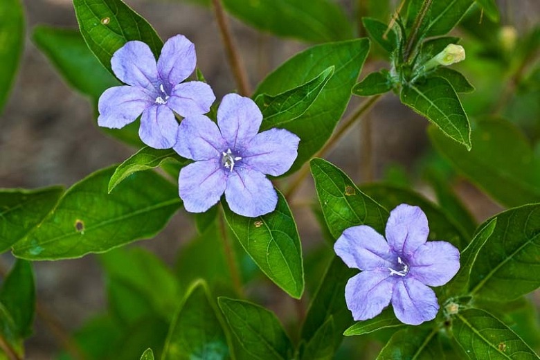 Wild Petunia (Ruellia humilis)