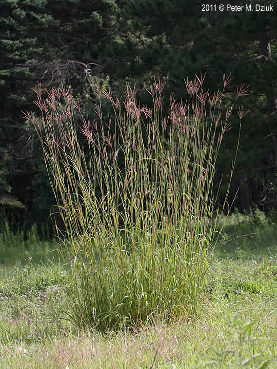 Big Bluestem (Andropogon gerardii)