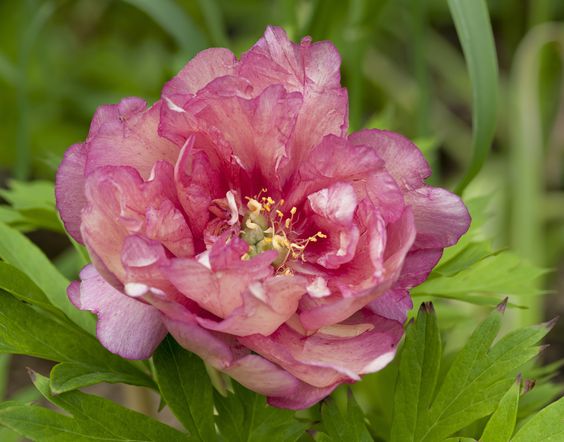 Paeonia Hybrid (Peony ‘Itoh Hillary’)