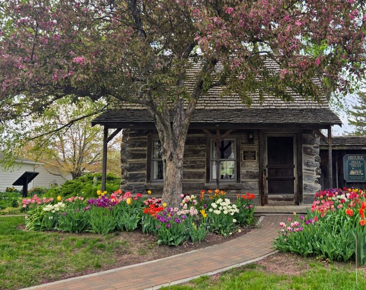 Visit the Tuttle Log Cabin in spring, especially during the blooming of our tulip beds!